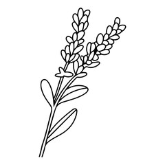 Fototapeta na wymiar Spring lavender branch icon, botanical elements. rustic herbs. 