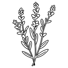 Spring lavender branch icon, botanical elements. rustic herbs. 