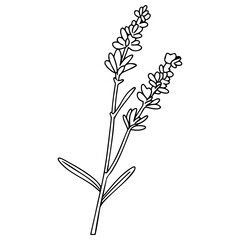 Spring lavender branch icon, botanical elements. rustic herbs. 