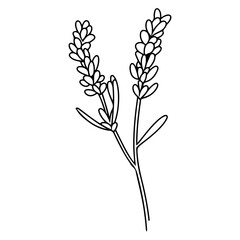 Fototapeta premium Spring lavender branch icon, botanical elements. rustic herbs. 