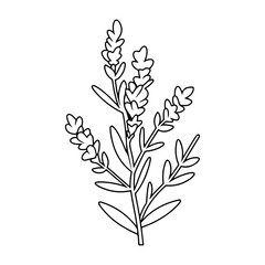 Spring lavender branch icon, botanical elements. rustic herbs. 