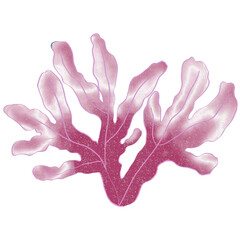 Naklejka premium algae,sea,under the sea,coral,red algae,seagrass,Shell,coral reef,crab,jelly fish,Fish,Jellyfish,shellfish