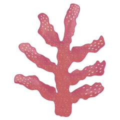 algae,sea,under the sea,coral,red algae,seagrass,Shell,coral reef,crab,jelly fish,Fish,Jellyfish,shellfish