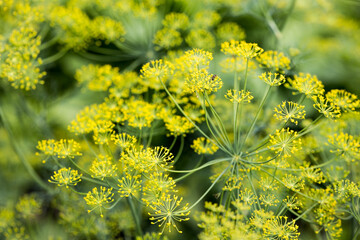 dill umbrellas macro shot, background and texture