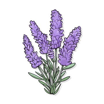 recommend clip art: Violet lavender floral botanical flower. Vector Isolated on white background lavender illustration element. Provence hand painted sticker 