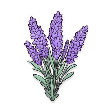 recommend clip art: Violet lavender floral botanical flower. Vector Isolated on white background lavender illustration element. Provence hand painted sticker 