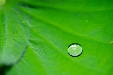 water drops on leaf