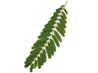 feather-shaped leaves