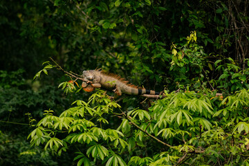 Green iguana on a tree branch