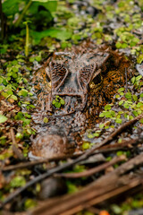 Caiman head in the water