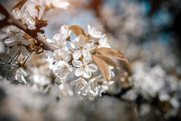 Cherry blossom branch in the garden in spring
