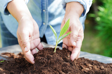 Tree growing with hand, eco earth day, save world, save earth, go green