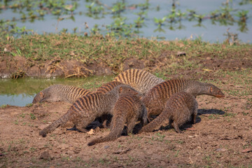 Band of banded mongooses catching early morning sun