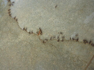 Ants 