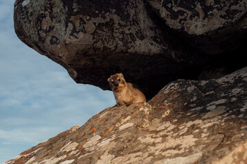 Desi climbing on rock