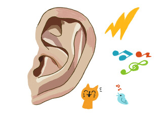 健康的な耳のイラスト