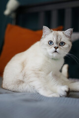 Fluffy white British cat sits and looks in surprise