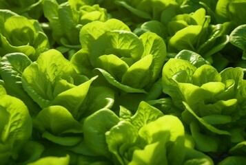 Background with Lettuce plantation field. Healthy natural food and vegetable background concept. generative ai