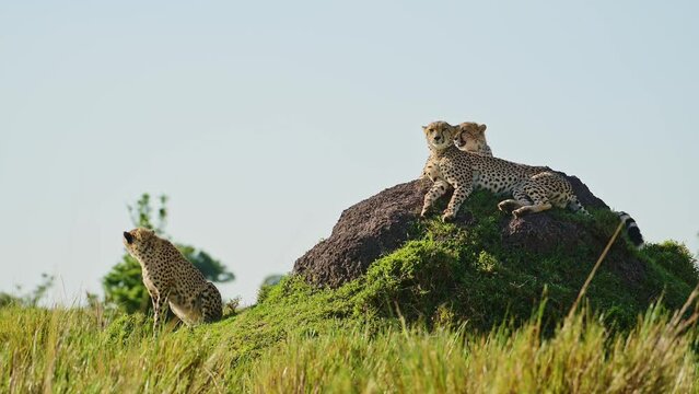 Cheetah Family in Africa, African Wildlife Animals in Masai Mara, Kenya, Mother and Young Baby Cheetah Cubs on Top of a Termite Mound Lookout on Safari in Maasai Mara, Amazing Beautiful Animal