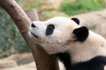 Close up happy Panda in South Korea