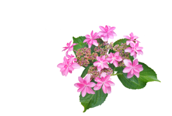 アジサイ（ガクアジサイ）　5月撮影