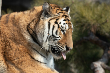Happy Amur Tiger relaxing on the beam