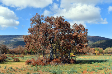 Holm oaks (Quercus ilex) affected by drought and the parasitic fungus Phytophthora sp.