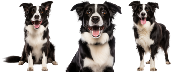Collection of happy border collie dogs (portrait, sitting, standing) isolated on white background as transparent PNG