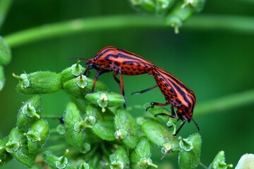 Copulating pairs of Graphosoma lineatum on a green umbellifera
