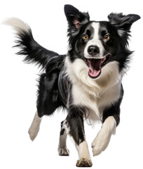 Running happy border collie dog isolated on a white background as transparent PNG - obrazy, fototapety, plakaty