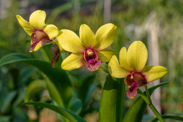 Beautiful light yellow orchid flowers in the greenhouse