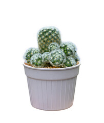 Miniature cactus houseplant in pot isolated on white background for the small garden and drought tolerant plant