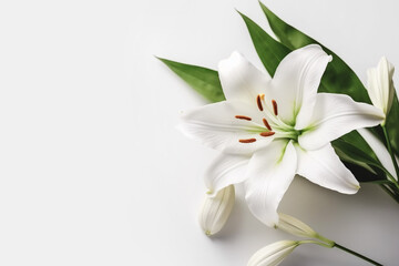 Beautiful floral background with white lily flower on same color background. Banner template for beauty spa wellness natural cosmetics concept - obrazy, fototapety, plakaty
