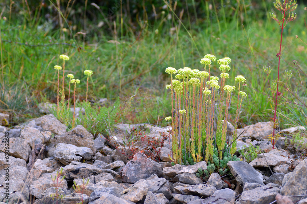 Poster sedum sediforme in flower growing among calcareous rocks