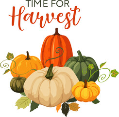 Vector illustration of pumpking pile with leaves on white backgtound. Time for harvest text