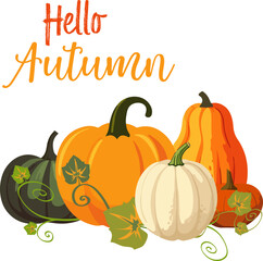 Vector illustration of pumpking pile with leaves on white backgtound. Hello autumn text