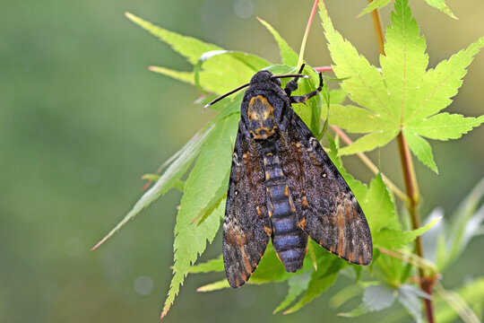 Totenkopfschwärmer (Acherontia atropos)