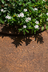 cute and small white flowers