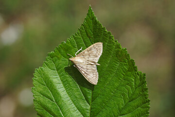 Closeup grass moth Mother of Pearl (Pleuroptya ruralis). Subfamily Pyraustinae, family Crambidae....