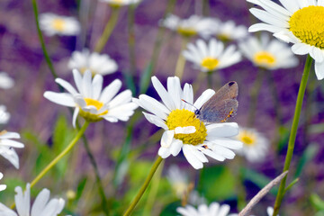 A small butterfly feeds on the flowers of a daisy