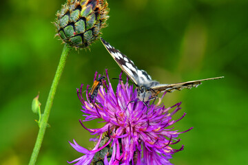 A black and white butterfly sucking nectar from a pink flowering plant