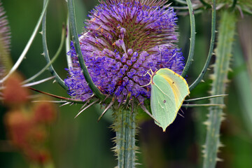 A yellow butterfly sucks nectar from a pink flowered thistle