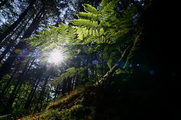 Fototapeta na wymiar 緑一杯の初夏のシダのある森の中の風景