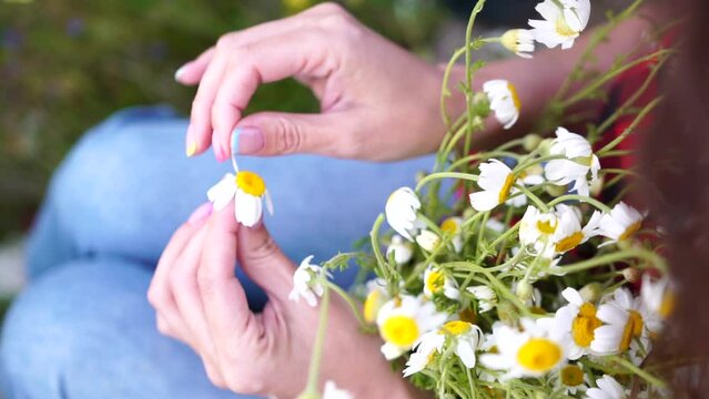 Woman daisy field. Female hands are tearing off petals of the daisy flower. Fortune-telling on a chamomile love not love. Concept of making choices, decisions and dilemmas.