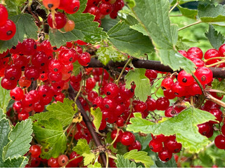 red currant berries on a bush