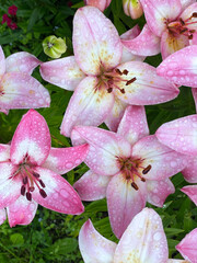 blooming lilies in the garden, top view