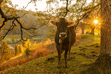 Kuh - Bad Hindelang - Sonnenuntergang - Herbst 