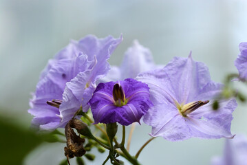 Solanum rantonnetii (Murasaki Hananasu) light and dark purple mix coloerd flowerhead