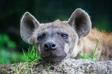 A sleeping Hyena in the zoo