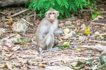 A cute monkey sitting on the street , Thailand.